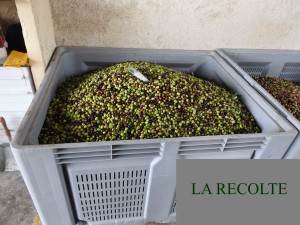 récolte des olives